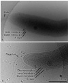 Optics News: JEOL USA, a leading supplier of high resolution Transmission Electron Microscopes (TEMs) for biological and materials research, announces that Emory University in Atlanta, Georgia, has selected two JEOL TEMs for the Robert P. Apkarian Integrated Electron Microscopy Core (RPAIEMC). 