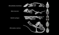 A technique called microscopic X-ray computed tomography (microCT) is affording scientists the ability to visualize even the subtlest birth defects in prenatal and postnatal bats, mice, opossums and primates, which one day may lead to new understandings about human birth defects, said Charles Keller, M.D., of The University of Texas Health Science Center at San Antonio. 