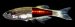 Researchers at the Helmholtz Zentrum M�nchen and the Technische Universit�t M�nchen are using a combination of light and ultrasound to visualize fluorescent proteins that are seated several centimeters deep into living tissue.