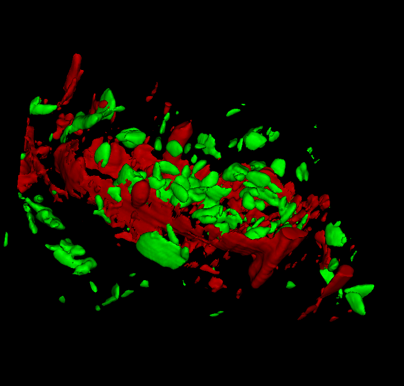 3D Raman measurement of banana pulp. Starch grains (green) and cell wall components (red) are clearly visible.