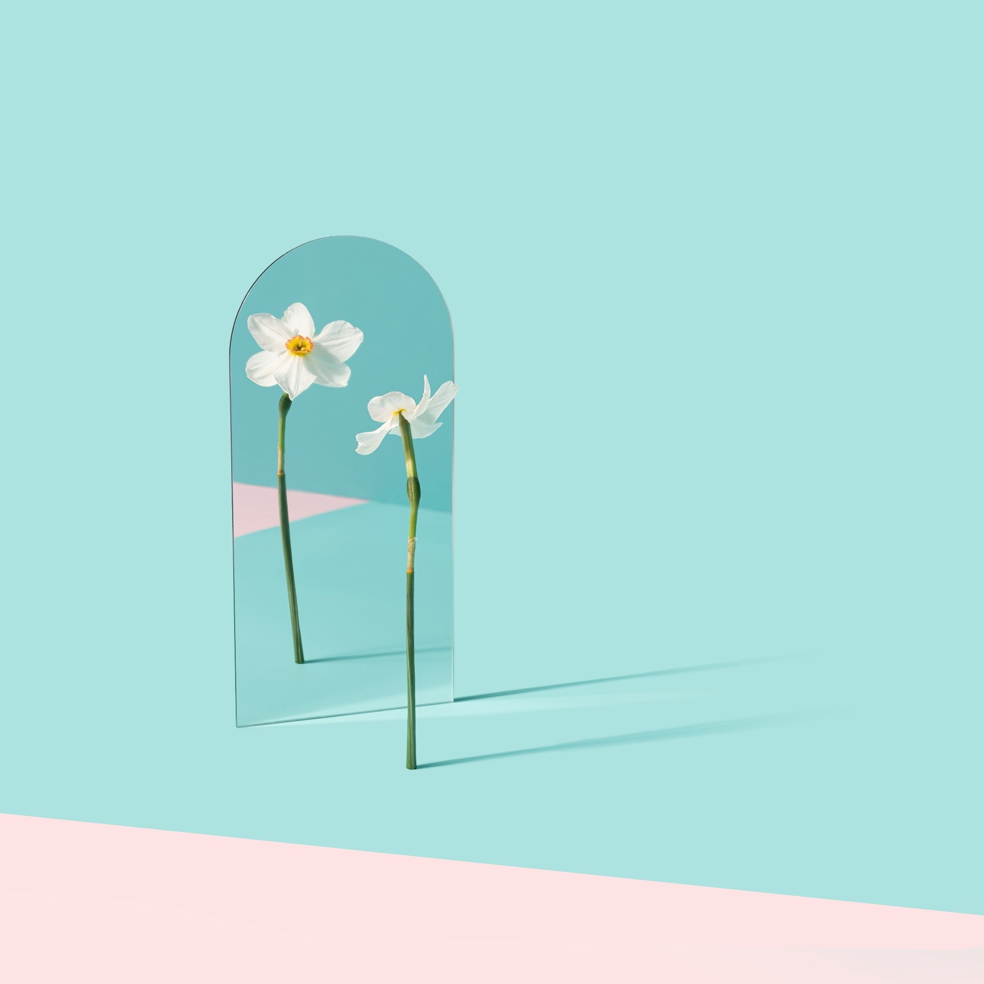 Narcissus flower reflecting in the mirror on the light blue and pink background.
