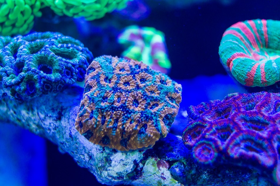 Fluorescence phosphorescence