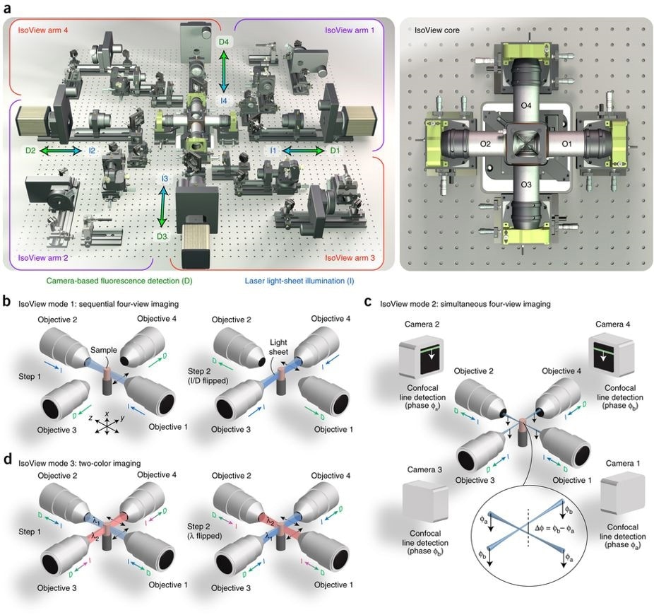 Schematic representation of the IsoView light sheet fluorescence microscope. Left: (A) four orthogonal arms provide simultaneous light sheet illumination and fluorescence detection. The specimen is located at the center of this arrangement, and volumetric imaging is performed by sweeping light sheets across the sample with objective piezo positioners. Right: close-up view of sample chamber showing objectives (O1-O4) and piezo positioners. In mode 1 (B), four views are acquired by alternating light sheet illumination (l) and fluorescence detection (d) along orthogonal axes, with temporal separation used to avoid cross-talk between views. In mode 2 (C), illumination and detection are performed at the same time in all arms, and cross-talk is avoided via spatially matched beam scanning and confocal detection using a phase offset in orthogonal arms (spatial separation). In mode 3 (D), different illumination wavelengths are used in orthogonal arms simultaneously, and four views are acquired for both channels by alternating wavelengths (spectral separation).