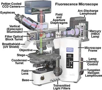Filters for Fluorescence In Situ Hybridization (FISH) Imaging