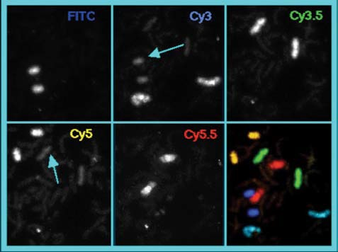 Filters for Fluorescence In Situ Hybridization (FISH) Imaging