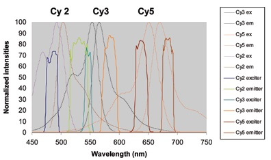 Filters for Fluorescence In Situ Hybridization (FISH) Imaging