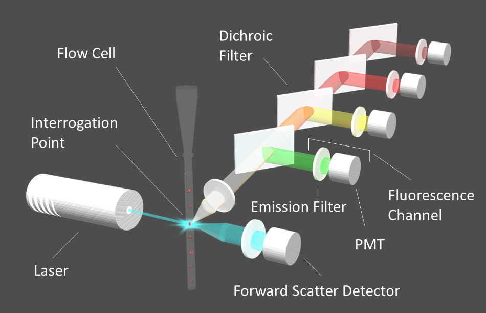 Diagram of a flow cytometer