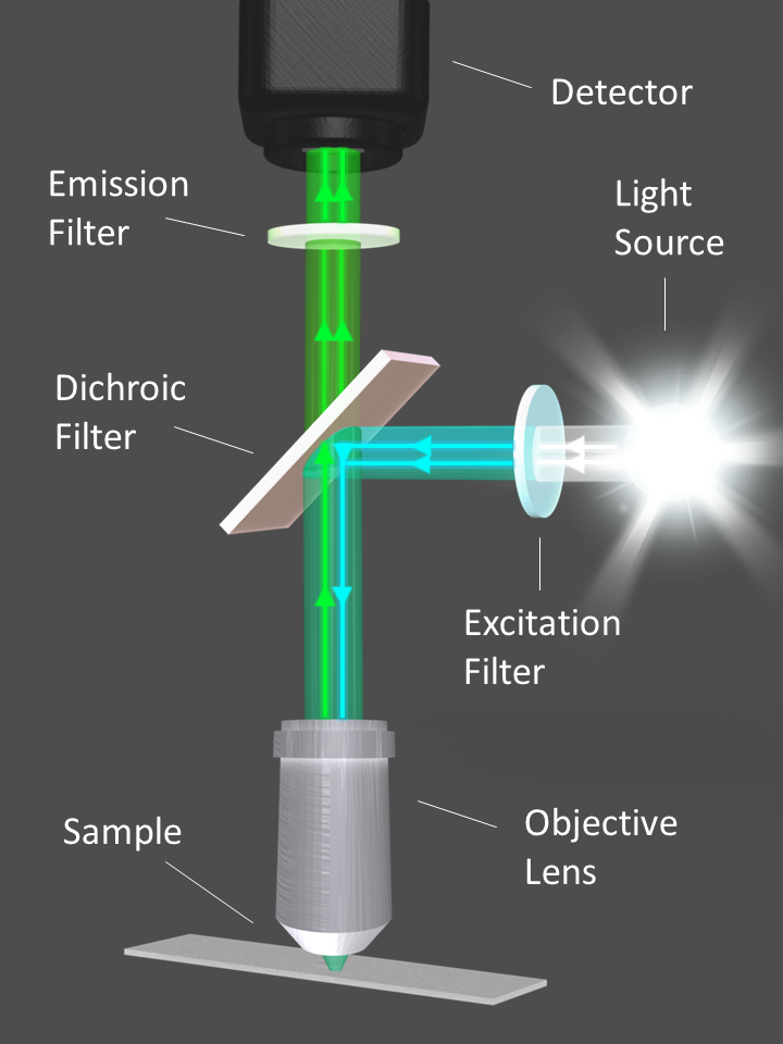 Diagram illustrating the optical filters and light path of a fluorescence microscope.