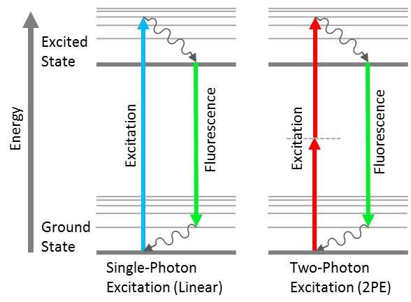 Jablonski diagrams showing the difference between linear fluorescence (left) and two-photon excitation (right).