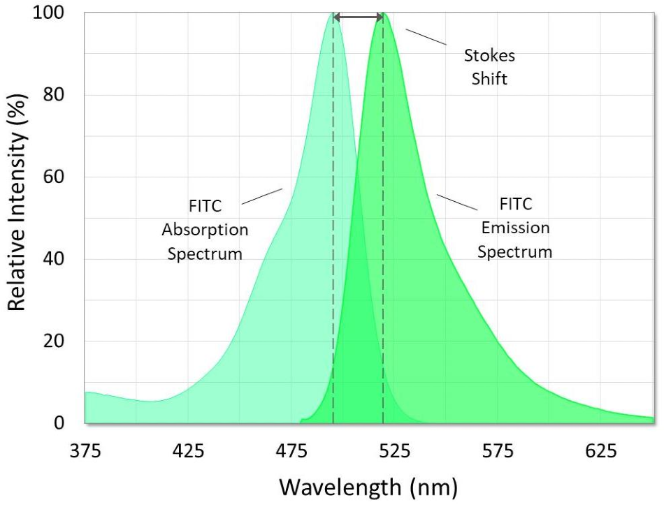 Absorption and emission spectra of fluorescein isothiocyanate (FITC). The Stokes shift is the difference between the spectral peaks.