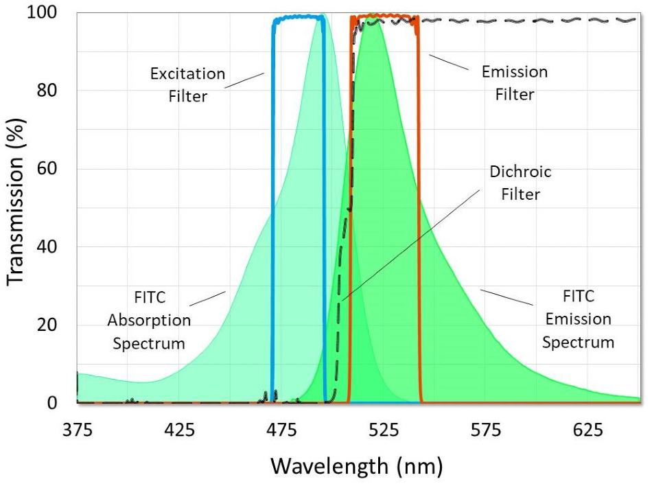 A fluorescence filter set designed for use with FITC.