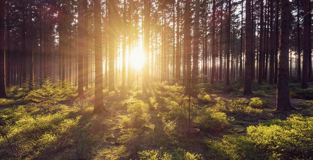 forest, conservation, imaging spectroscopy