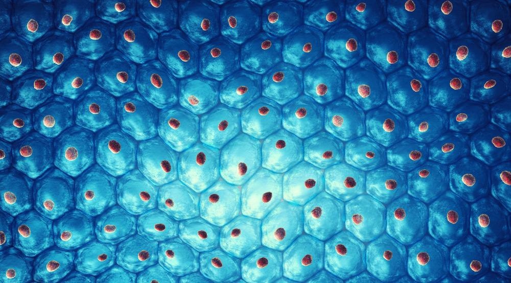 3d microscopy, human cell organ