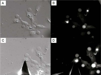 Reaching the area of interest using the "Navigate" function. In A (bright fi eld image) and B (fl uorescence image), some bright htt aggregates that are of interest are visible but the tip is both far away from the sample and out of the fi eld of view (see shadow on the right bottom corner of image A). Using the X, Y motion screws and the joystick allows placement of the tip on top of the area of interest (C and D,bright fi eld and fl uorescence image, respectively.). Optical images obtained with a 20x objective.