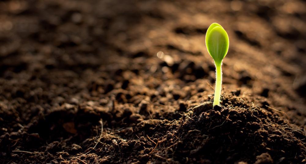 pesticides, soil, optics