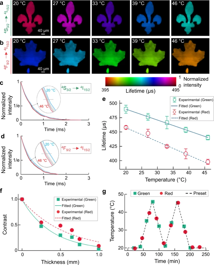 Single-shot temperature mapping using SPLIT. (a, b) Lifetime images of green (a) and red (b) upconversion emission bands under different temperatures. (c, d) Normalized photoluminescence decay curves of green (c) and red (d) emission bands at different temperatures, averaged over the entire field of view. e Relationship between temperature and mean lifetimes of green and red emissions with linear fitting. Error bar: standard deviation from three independent measurements. f Normalized contrast versus chicken tissue thickness for green and red emission bands with single-component exponential fitting. g Longitudinal temperature monitoring through 0.5 mm-thick fresh chicken tissue.