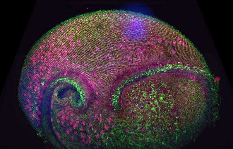 Confocal volume of Stentor pyriformis imaged with Andor Dragonfly. 253 optical slices, captured with 40x (1.1 NA) water objective with 40 µm pinhole on Dragonfly.