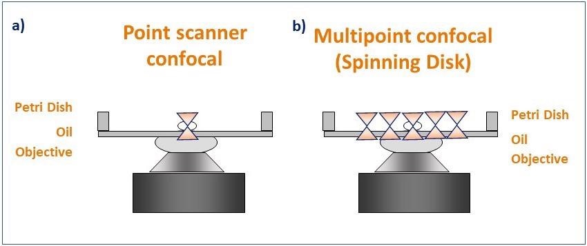 Schematic diagram illustrating the pattern of illumination for point scanner and spinning disk microscopy. Point scanner confocal microscopy (a) focuses a single point of laser light through a small aperture (pinhole) and scans sequentially across the sample point by point. Spinning disk confocal microscopy (b) illuminates the sample with a rotating pattern of 1,000