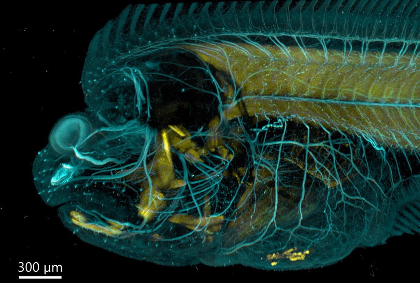 Flat fish imaged with BC43 using confocal option. Image was acquired with Andor Bench Top Confocal – BC 43 using multiple tile acquisition and montage. 6 tiles were acquired to compose the image covering a range of 554 µm. Image rendered with Imaris