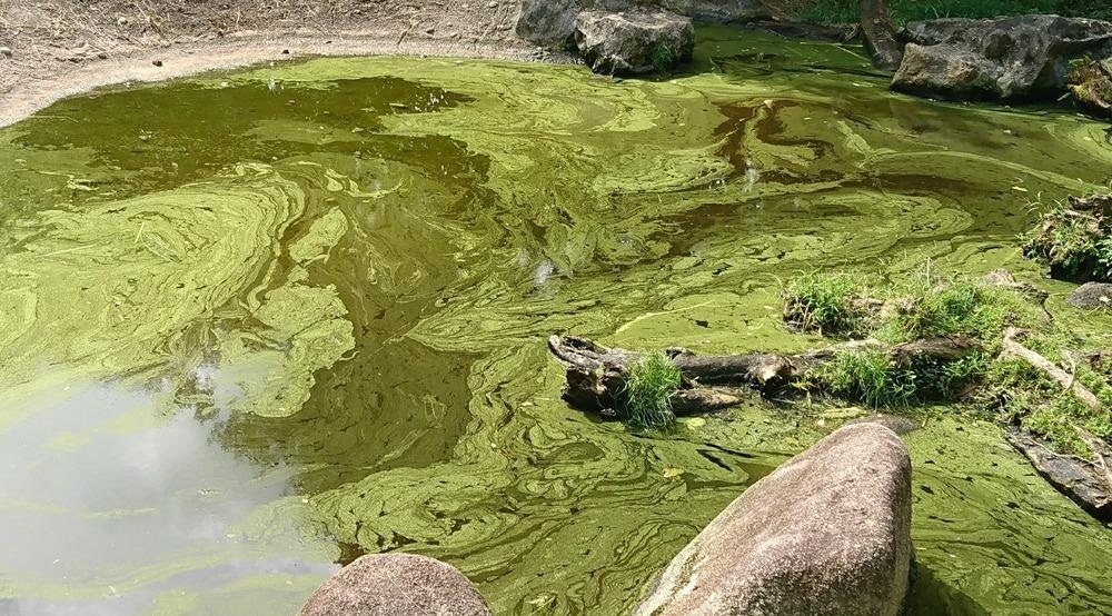 blue-green algae