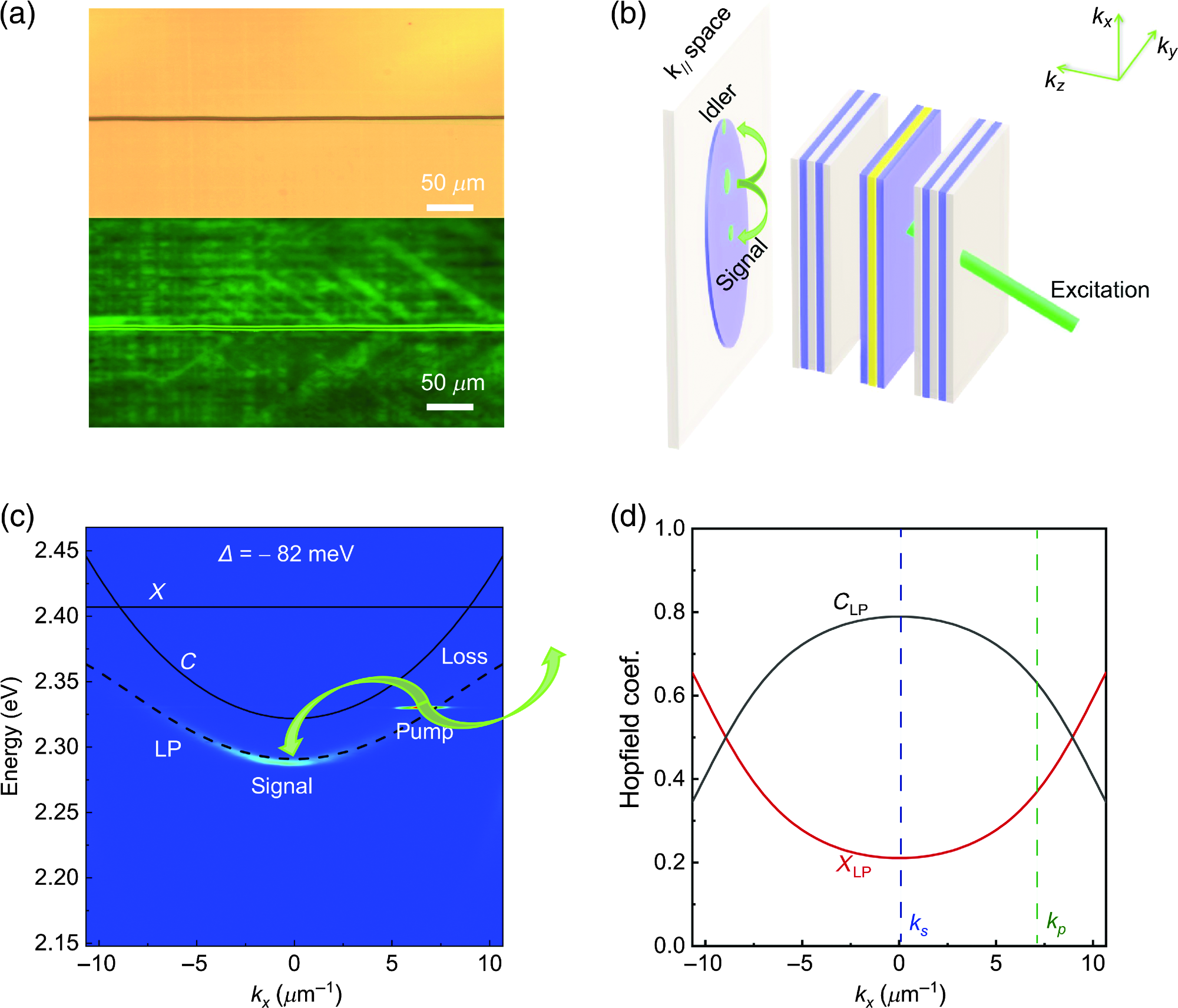 Schematic diagram and mechanism of polariton parametric oscillator in the perovskite microcavity. (a) Microscopy image and fluorescence microscopy image of the CsPbBr3 perovskite single crystal. (b) Experimental geometry of the CsPbBr3 perovskite microcavity, in which a thick CsPbBr3 perovskite is sandwiched by two DBRs. (c) Angle-resolved photoluminescence spectrum of CsPbBr3 microcavity along H polarization under CW excitations. The dashed black line displays the theoretical fitting dispersion of the LP dispersion; the solid black lines show the dispersions of uncoupled CsPbBr3 perovskite exciton (X) and cavity photon mode (C); the detuning ? is indicated in this figure. (d) Hopfield coefficients illustrating the exciton (XLP) and photon (CLP) fraction of the LP dispersion along x polarization; the blue vertical line denotes the signal state polariton (ks); the green vertical line represents the pump state polariton (kp).