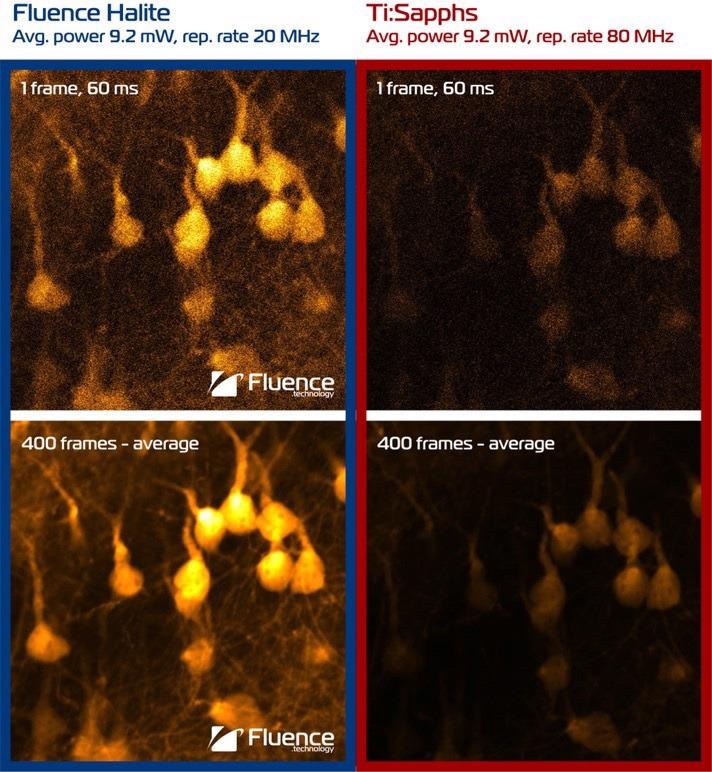 Laser source comparison. Fluence Halite (20 MHz) vs Ti:Sapphire laser (80 MHz). Structural 2-photon imaging at 1030 nm of pyramidal neurons and their dendrites. Fixed tissue, coronal slice, YFP-H mouse line.