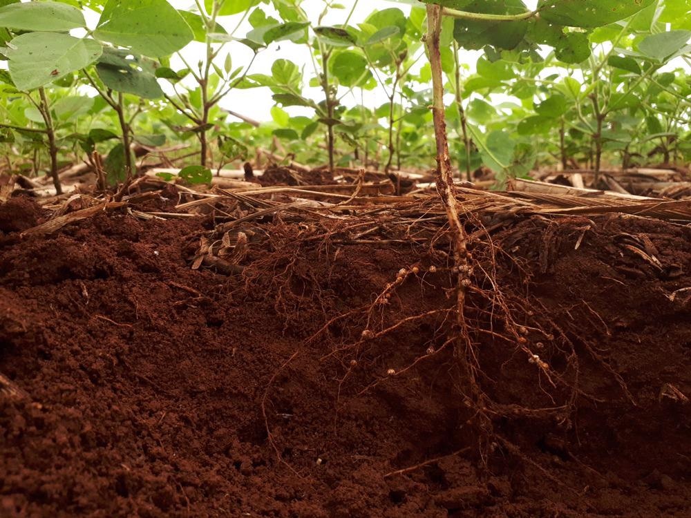 roots, plant roots