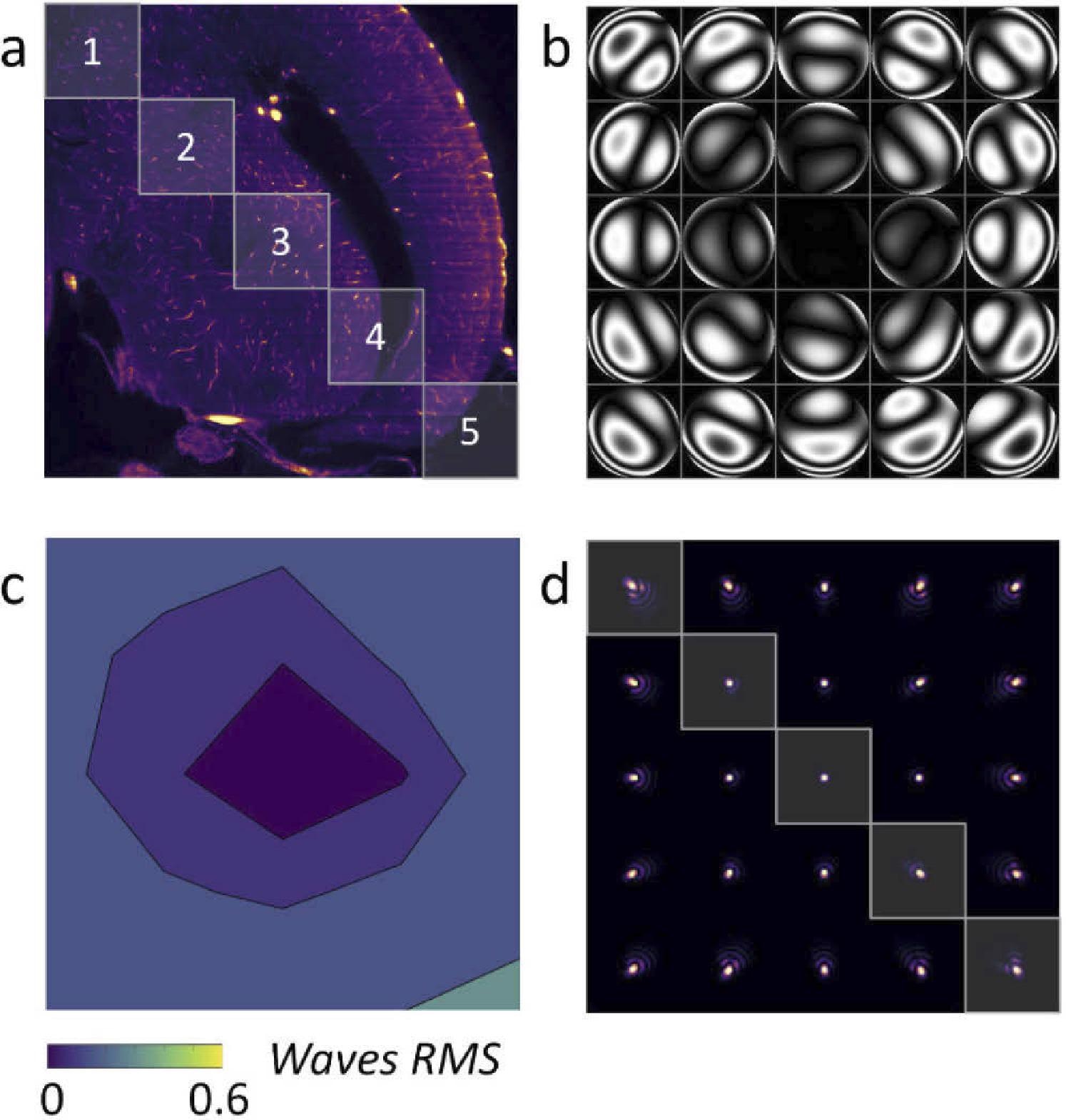 (a) LSFM acquisition of a zebrafish brain with AL correction in the image center. (b) Wavefront measured in 5 × 5 subregions of the image. (c) RMS wavefront error (d) PSF generated for each subregion.
