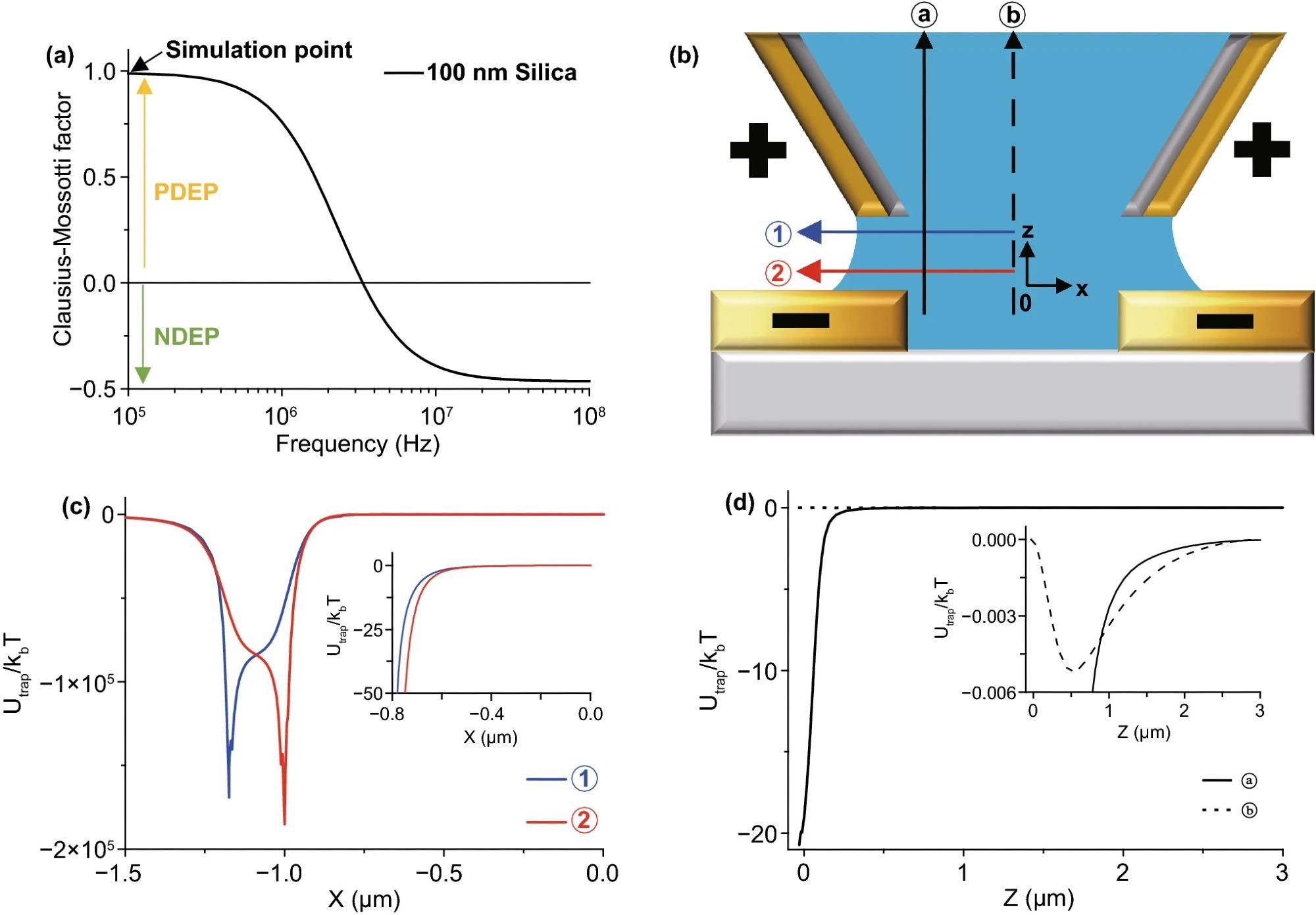 (a) An example graph of Clausius–Mossotti factor (fCM) of 100 nm diameter silica nanoparticles. The sign of fCM determines PDEP or NDEP. The critical frequency of the sign is almost 3 MHz in this case. (b) Schematic diagram of the experiment with arrows for the X- and Z-directions. The phase of electrodes is determined by the simulation in Fig. S1. (c) Simulation graph of PDEP (fCM = 1.0) trap energy vs. Brownian motion along the X-axis. Vpeak = 1.0 V, 15 MHz frequency of AC voltage, 100 nm diameter of the particle, 2.0 µm gap size, and 2.35 µm outer diameter of the pipette with a 0.7 Rinner/Router ratio. The trap energy rapidly increases around the edge of electrodes near the outer diameter of the pipette at ? (±1.175 µm) and substrate at ? (±1.0 µm), so the particles affected by the PDEP force are supposed to move to the edge of the electrodes. The inset image shows an expanded graph near the center; it shows the same direction for the PDEP force. The NDEP case shown in Fig. S3 and the particles affected by NDEP gather around the center near zero. (d) Simulation graph of the DEP trap energy vs. Brownian motion along the Z-axis with the same conditions as (c). The particles affected by PDEP force are supposed to move downward at ? but the particles affected by NDEP go upward. However, in the inset graph, the Brownian motion energy is much bigger than the z-direction DEP trap energy at ?, so particles are not affected by the DEP force in the Z-direction except near ?.