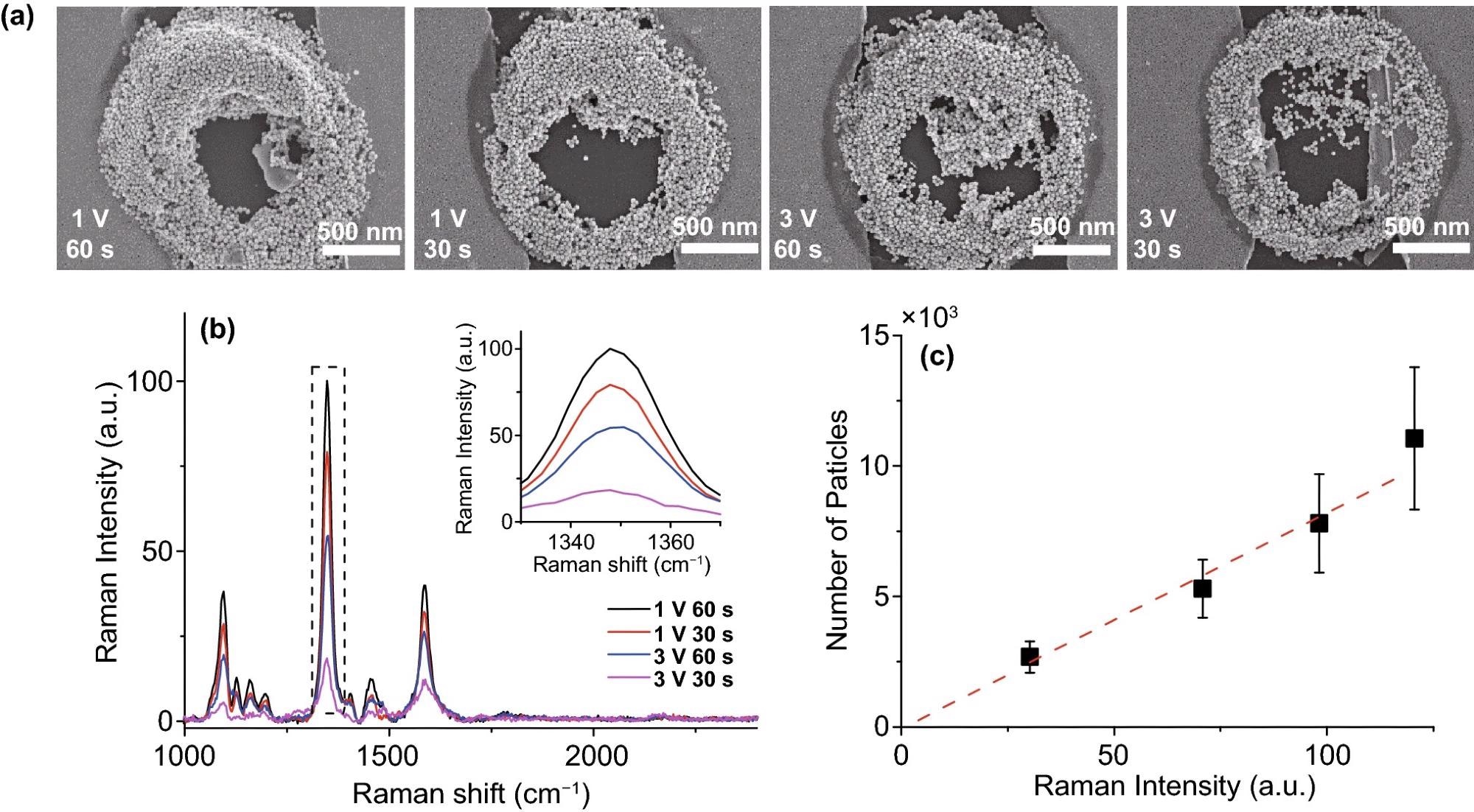SERS results of various PDEP Au nano-aggregates samples. (a) SEM images of Au nano-aggregates deposited by PDEP; 500 nm scale bar. (b) SERS spectra of various Au nano-aggregates coated with 4-nitrobenzenethiol; the inset graph is the expanded spectra in the dotted line (nitro group). (c) Raman intensity and particle count graph. The ratio of Raman intensity of peaks in the inset graph of (b) is linearly well-fitted (red dashed line) with the ratio of the number of Au nanoparticles, which indicates that Au nanoparticles enhanced Raman signal. Therefore, the system can be used for the fabrication of the nano-micro-SERS platform by the enrichment of nanoparticles such as in the coffee-ring effect.
