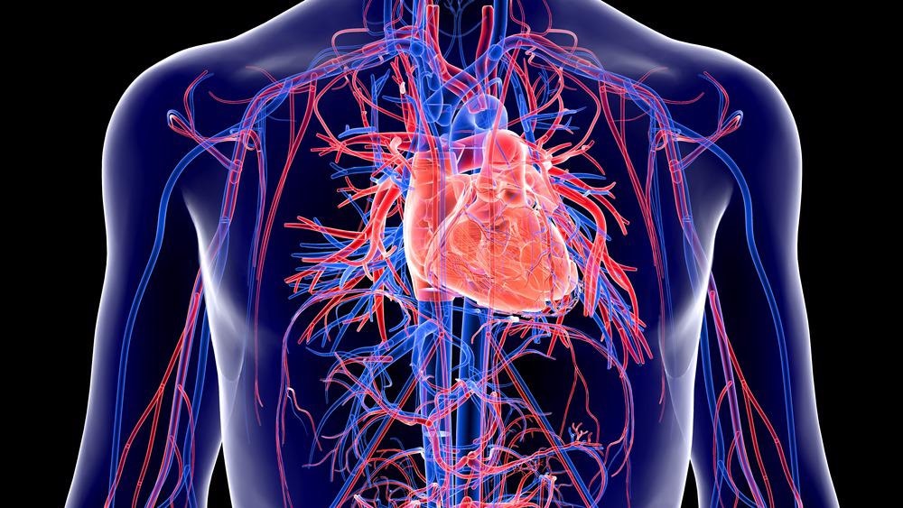 cardiovascular, heart, optogenetics