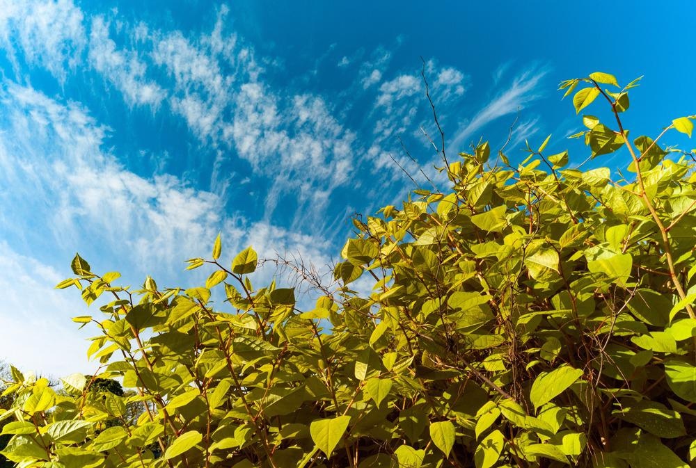 Japanese knotweed, invasive plant species