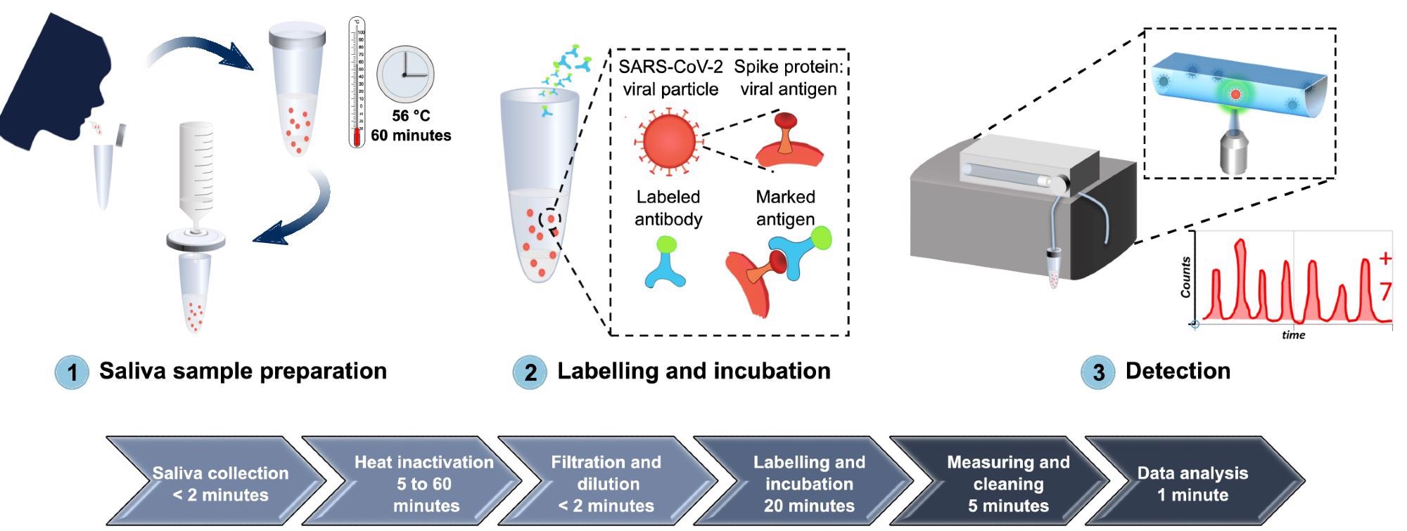 A comprehensive overview of the developed diagnostic method for detection of SARS-CoV-2 antigen, from sample collection to SARS-CoV-2 antigen measurement. (1) Saliva is collected by spit, heat inactivated at 56 °C for 1 hour, diluted in PBS, and filtered with a 0.2 µm syringe filter. (2) The sample is then labeled with Alexa 488-anti-SARS-CoV spike antibodies and incubated for 20 minutes at room temperature. (3) The labeled sample is circulated inside the FVR and a fluorescence signal is detected every time antibody-virus complexes pass through the interrogation point.