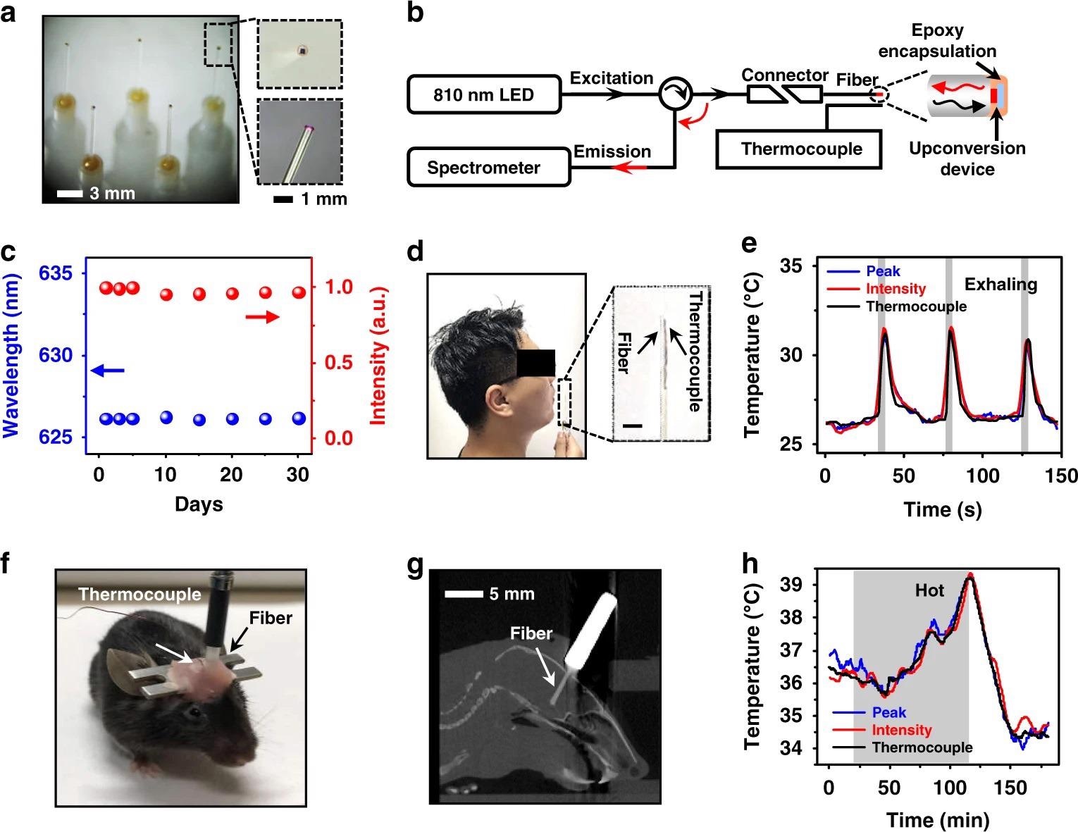 Optoelectronic upconversion devices integrated with fiber optics for in vivo temperature sensing. a Photographs of upconversion devices transferred on the tips of silica fibers (diameter ~600?µm). Enlarged boxes present a zoomed-in view of the fiber tip with a red-emitting device excited by the coupled near-infrared light. b Schematic illustration of the temperature sensing setup for spectral analysis, mainly including an 810?nm LED source, a spectrometer, and a Y-shaped fiber, as well as a thermocouple for temperature calibration. c Chronic PL stability of the encapsulated fiber sensor immersed in PBS for different times at room temperature (~25?°C), in which both the peak wavelength and PL intensity are recorded. d Photograph of the exhaling temperature detection with the fiber sensor. e Dynamic temperature signals during cycled exhaling activities obtained by the fiber sensor based on the emission peak wavelength shifts and PL intensity changes, compared with results simultaneously recorded by the thermocouple. The gray regions represent actions of exhaling. f Photograph of a behaving mouse with a fiber sensor and a thermocouple implanted into the brain for temperature sensing. g Sagittal CT reconstruction of a slice, indicating the location of the implanted fiber. h Dynamic temperature signals obtained in the mouse brain by the fiber sensor based on the emission peak wavelength shifts and PL intensity changes, compared with results simultaneously recorded by the thermocouple. The shaded gray region represents the time period when the mouse is placed in a hot environment at around 40?°C.