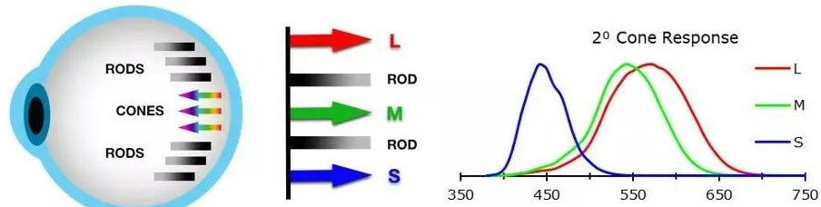 The human eye has three types of cones (S, M, and L) that are each sensitive to a range of wavelengths of light roughly corresponding to red, green, and blue. The combined response of our 3 cones enables us to perceive the “color” of an SPD at a given power per wavelength