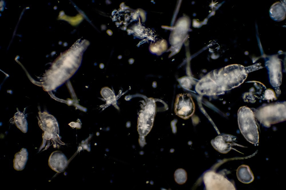 holographic microscopy, microscopy, deep learning