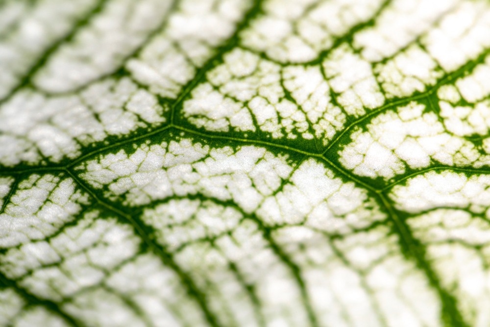 Lignin Research Using Mass Spectrometry, mass spectroscopy, mass spectroscopy for lignin