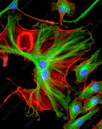 Advancements in Ultrafast Lasers for Enhanced Multiphoton Microscopy