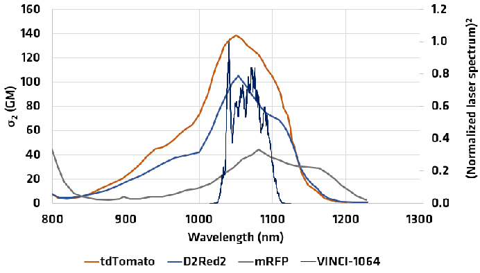 VINCI Emission Spectrum Overlap with Red Fluorescent Protein 2P Absorption Cross-Section