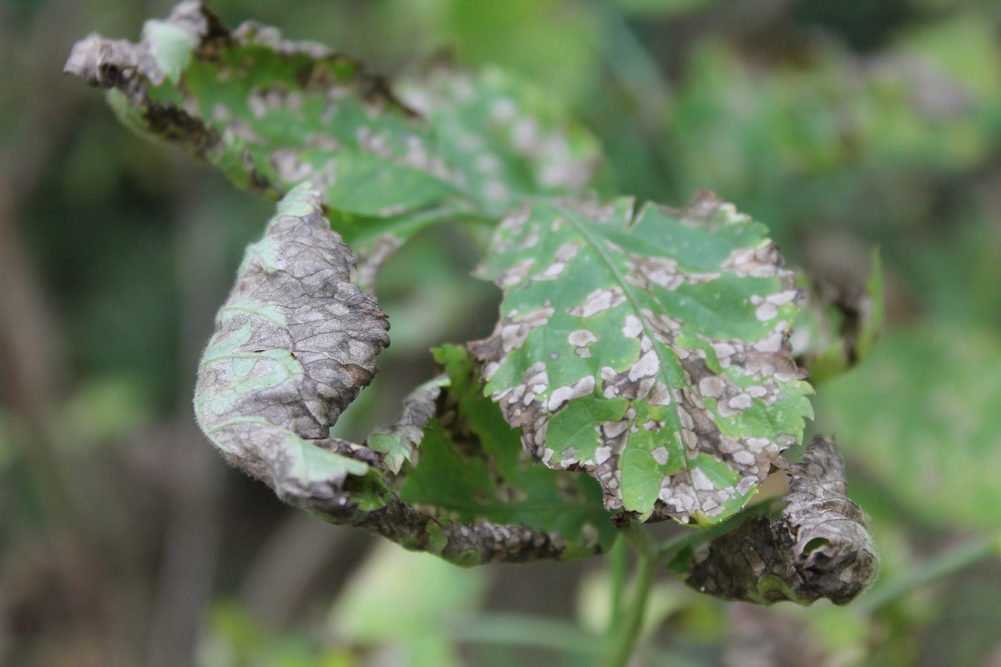 photo with a leaf under stress