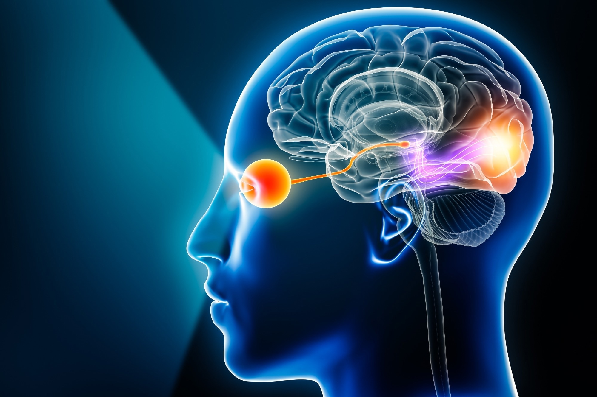 The study could help understand how the brain responds to visual cues