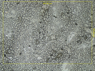Microscopic image of a chicken liver cryo-section. Dark spots are suspected to be microplastic particles