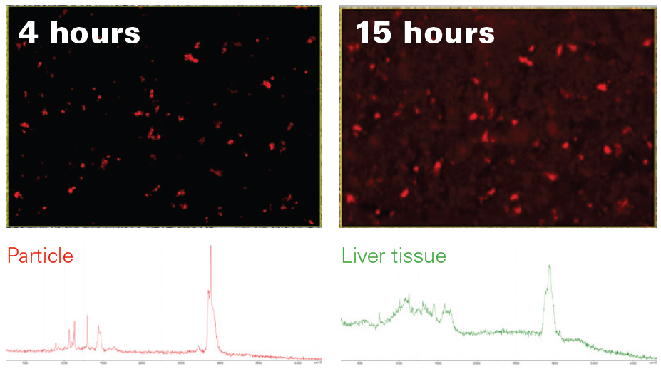 Comparison of the Raman image acquired with Random Scanning after 4 hours (top left) with the complete 15-hour Raman image (top right). Clearly, most particles have already been found by the algorithm. Found particles were unambiguously identified as PE (bottom left) and clearly stand out from the liver tissue matrix (bottom right)