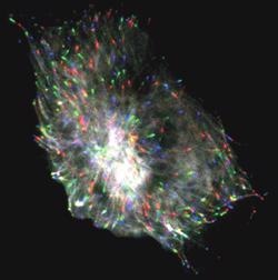 Composite triple color image of a microtubule protein (EB1-GFP) imaged with objective-type TIRFM (60x 1.45NA), incorporating the iXon DV887 back- illuminated running at 0.5 frames/sec. The different colors reveal the dynamics of the microtubules over time: frame 1 = red; frame 10 = green; frame20 = blue.