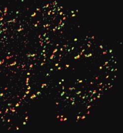 Rat kangaroo-derived Ptk2 cells were co-transfected with Dynamin2-Green Fluorescent Protein (Dyn2GFP) and Clathrin Light Chain-Red Fluorescent Protein (ClcRFP). Dyn2GFP is shown in green, ClcRFP in red. Cells were illuminated sequentially with a 488nm and a 568nm laser lines. Images were acquired by TIRFM, incorporating the iXonEM DV887 back-illuminated, driven by Andor iQ. The exposure for each channel was 150ms.
