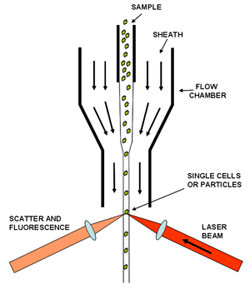 Introduction and Product Solutions for Spectral Flow Cytometry