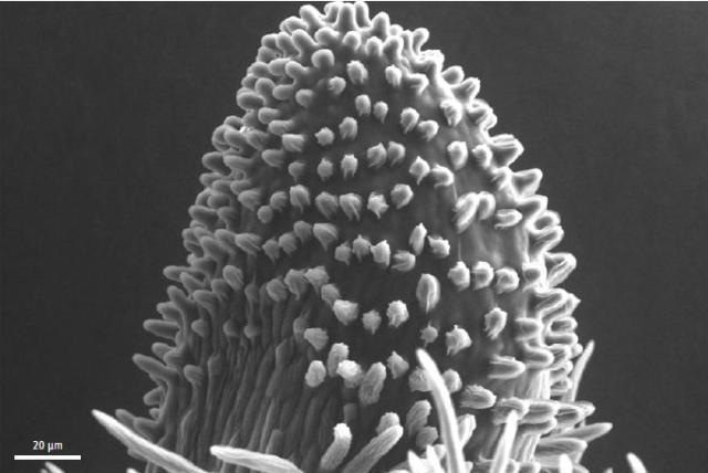 Structural Outline of a stigma from the autosterile line D07 at three days pre anthesis. The stigmatic cuticle and papillae were intact and no exudate was released.