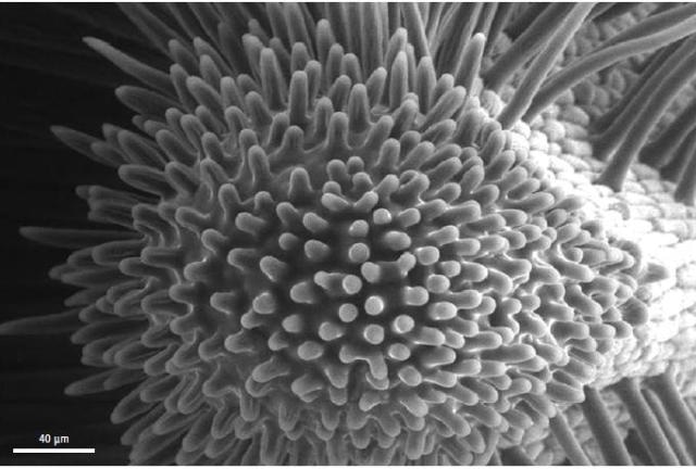 Structural Outline of a stigma from the autosterile line D07 in faba bean at two days pre anthesis. The stigmatic cuticle was intact and no exudate was released.