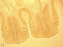 Cross section of rabbit taste-buds - one sample with three different contrast methods: (a) Phase contrast (b) Differential Interference Contrast (c) Bright field