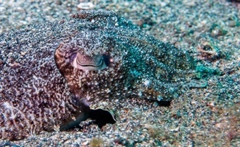 Developing Protein-Based “Reflectin” Camouflage